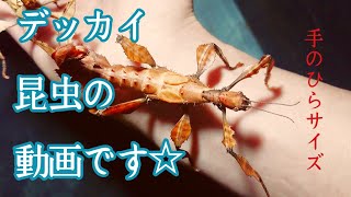 ユウレイヒレアシナナフシ】成虫になったらデカすぎた。【飼育観察