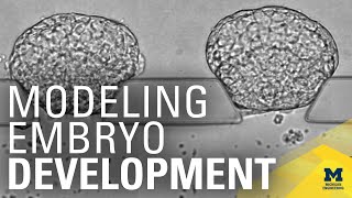 Famous Mimicking early embryogenesis to study infertility and other questions Net Worth