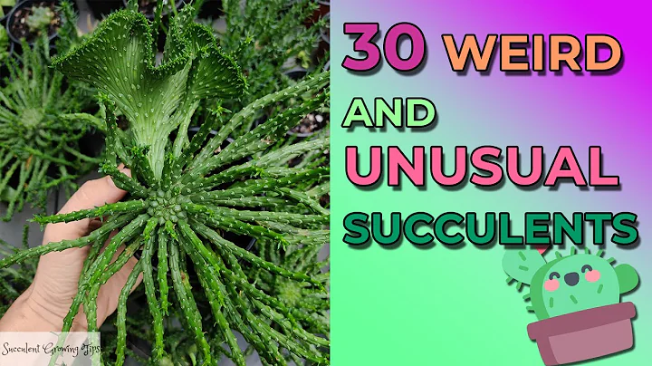 30 Weird And Unusual Succulents With Names - DayDayNews