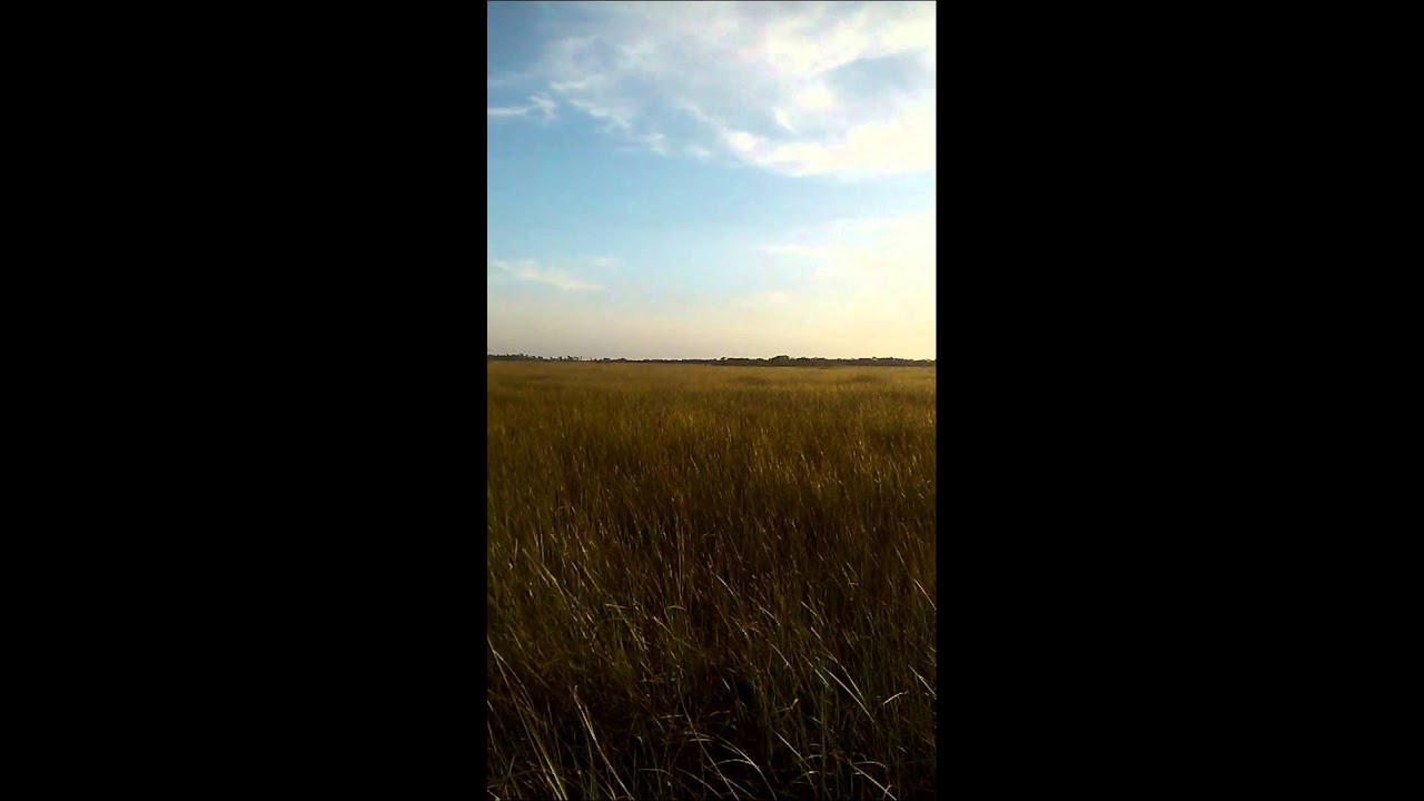 Cape Sable Seaside Sparrow Song 