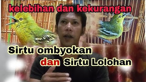 Kelebihan burung sirtu dari ombyokan dan lolohan