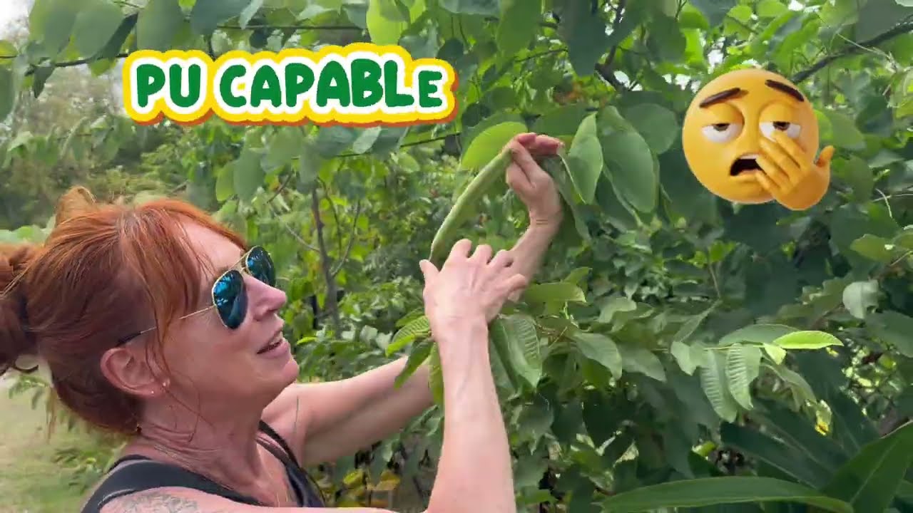 ⁣Surprise à bord : un gecko sur notre voilier ! 🦎 Vie quotidienne en Martinique