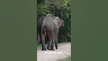 #shorts #eliphant #baby #wild #srilanka #jungel #behavior