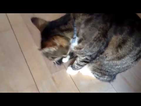 Video: Hvordan Lære En Katt å Snakke
