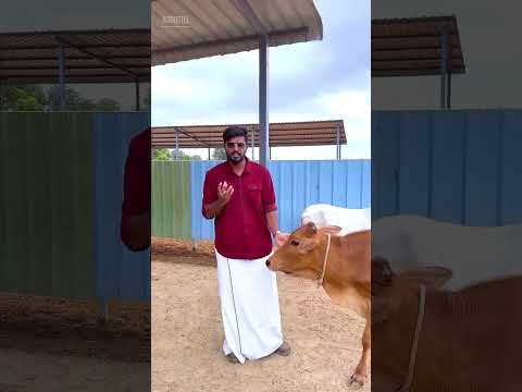 గోశాల 🐄