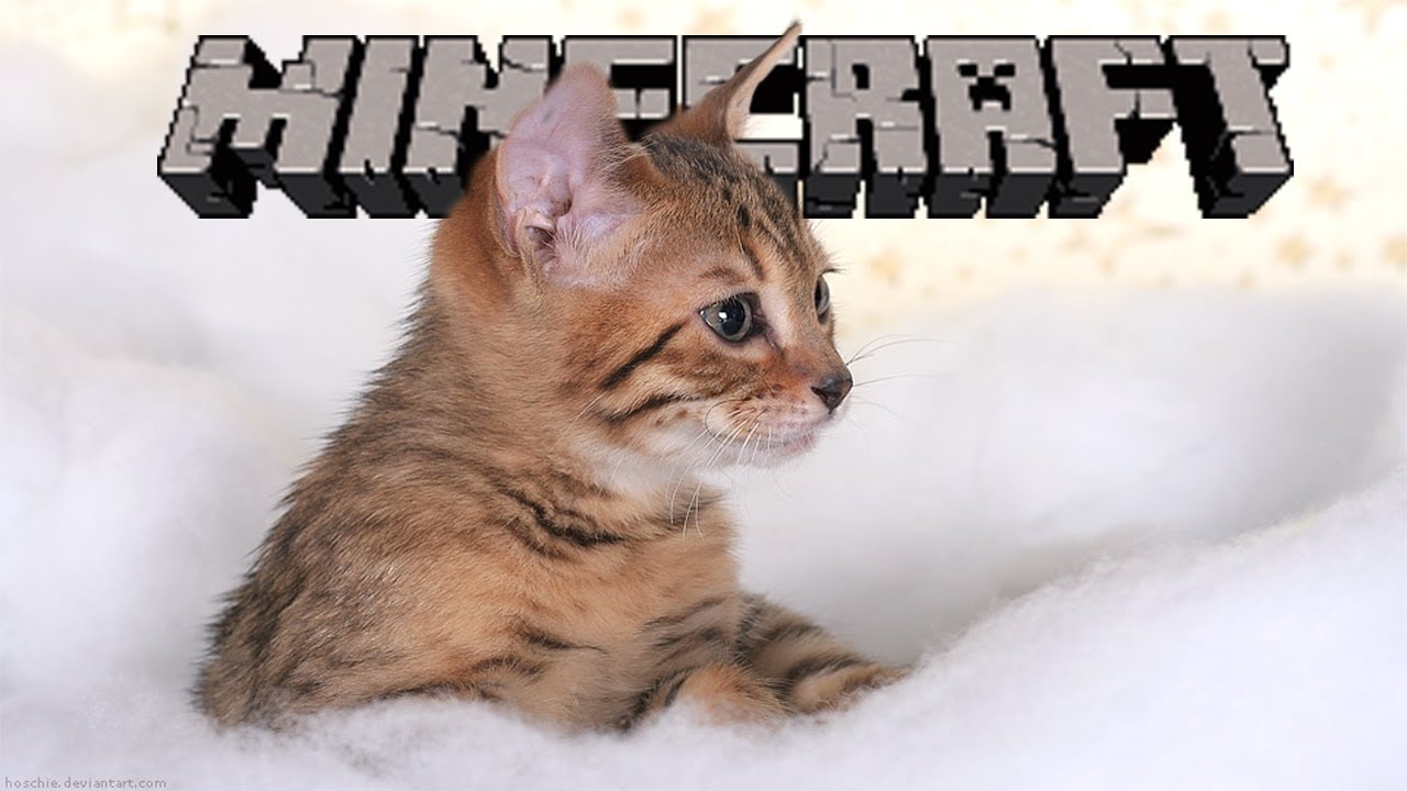 poradnik jak zrobić kota z ocelota w minecraft!!! - YouTube