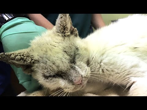 Video: Unbeabsichtigte Augenbewegungen Bei Katzen