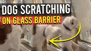 Confused Dog Trying to Get Into Shower While Scratching on Glass Barrier