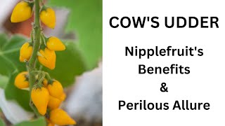 Mickey Mouse Fruit from the Cow's Udder Plant: The Nipplefruit's Benefits & Perilous Allure