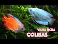 Video 🎥 ficha Colisas - Trichogaster lalius & Trichogaster chuna