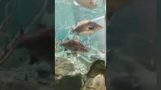 Largest fish tank / needle nose fish happyeaster