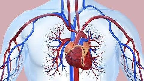 Cardio vascular system (CVS) | Medical Coding | - Dr Rams Medical Coding Academy
