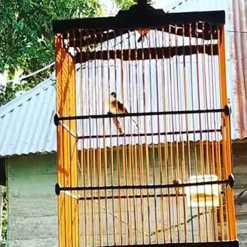 Suara burung ciblek kristal tembak mati !!! Serem gan