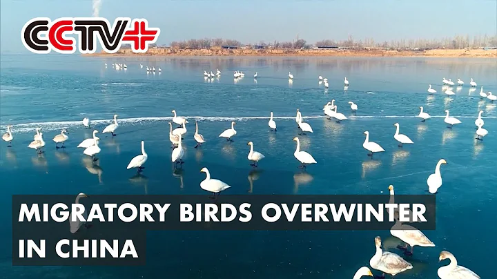Migratory Birds Overwinter in Southern, Northwestern Chinese Region - DayDayNews