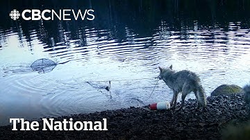 #TheMoment a wolf reeled in a crab trap