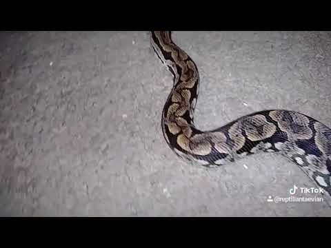 reptile lovers live with 80 snakes My Dumeril's Boa. My Friend.