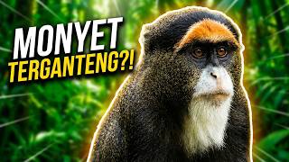 BARU PERTAMA KALI GUE MASUK KE GUA INI, BANYAK MONYET YANG IRFAN HAKIM BARU LIAT!