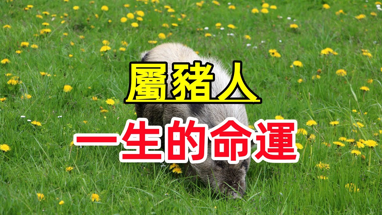 【屬豬人一生的命運】 幾月出生的屬豬人最好命，一輩子財運、事業、婚姻運揭秘！