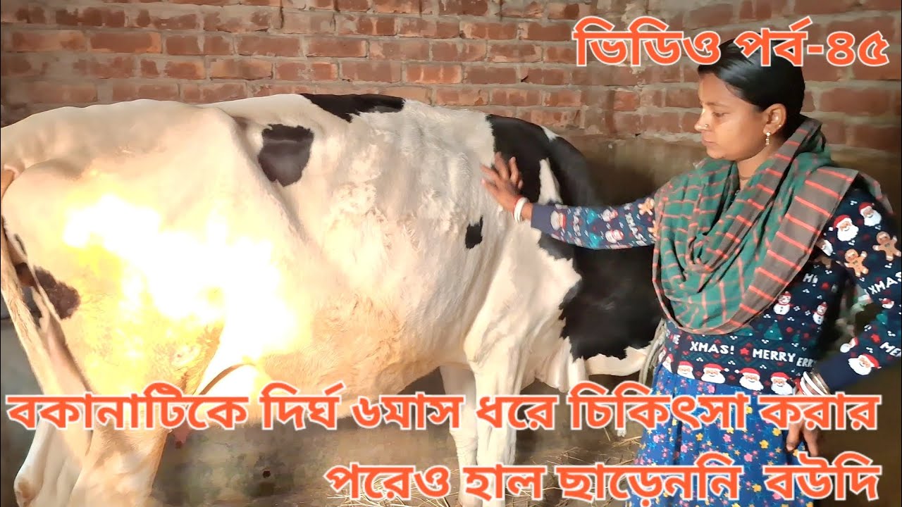 চেষ্টার কোন কমতি রাখেননি বউদি,পরিশেষে বকনাটি গর্ভবতী,ভিডিও টি দেখুন #cow #animals #viral #farmmanage
