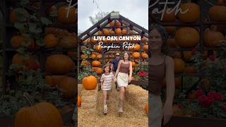 Day at Live Oak Canyon Pumpkin Patch! #pumpkinpatch #liveoak #pumpkins
