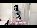 猫さんのお誕生日プレゼント🎂🎁✨