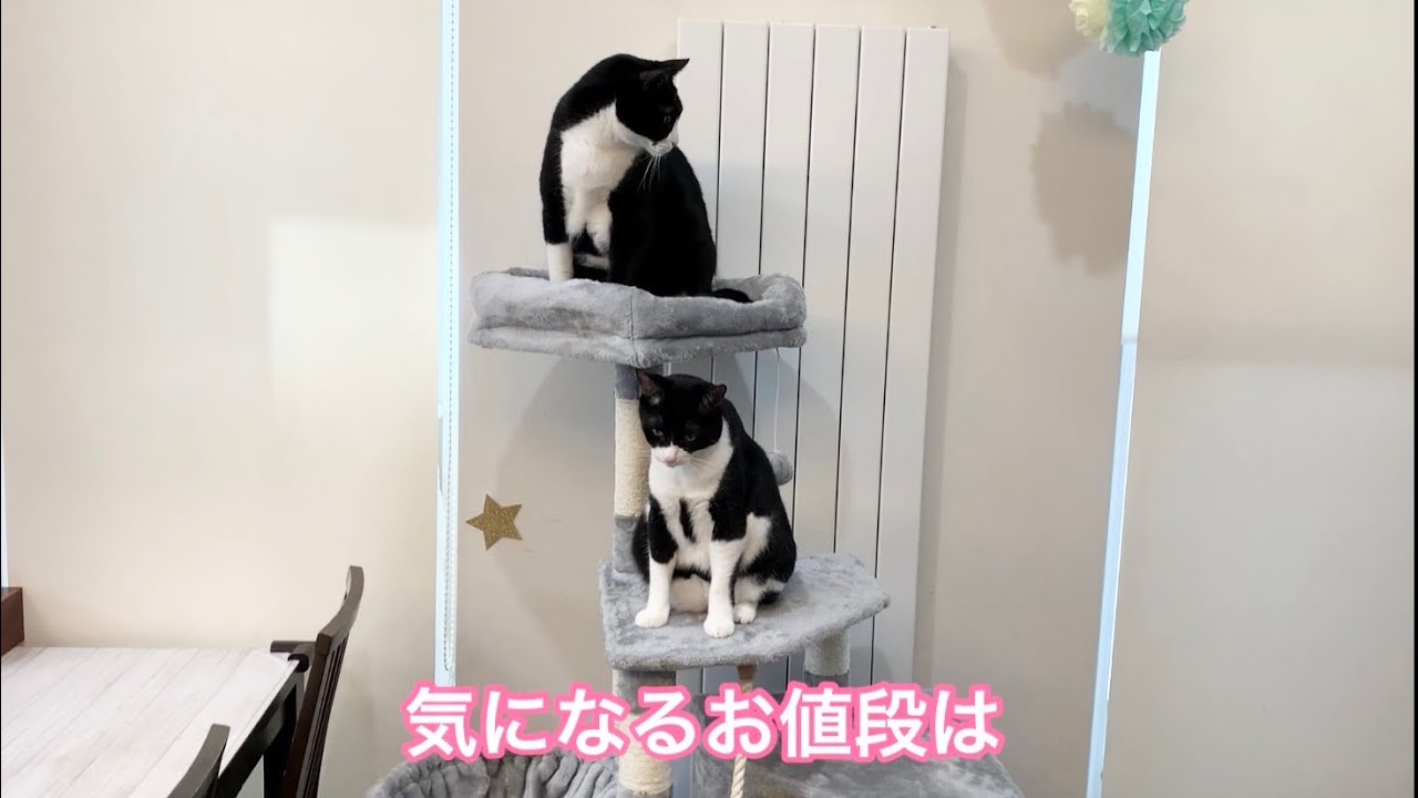 猫さんのお誕生日プレゼント🎂🎁✨
