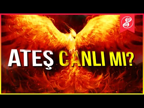 Video: Canlı ve cansız şey nedir?