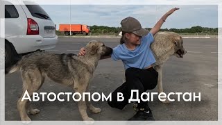 Мировое приключение | Мы в Махачкале | Автостопом от Москвы до Дагестана 7 | Автостоп 2000 км