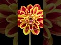 Dahlia flower blooming, Time Lapse #shorts