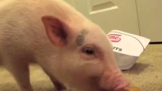 Pickle The Mini Pig Eats His First Doughnut