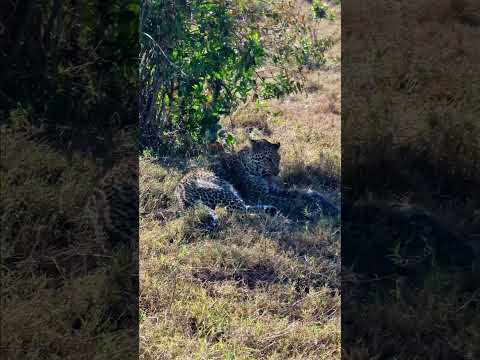 Leopard Eats A Mongoose! #Wildlife | #ShortsAfrica  @robtheranger