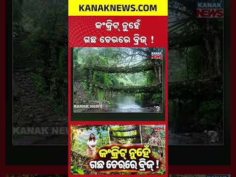 ଚେରରେ ତିଆରି ବ୍ରିଜ୍ | Special Report On Living Root Bridge | A Bridge Made From Tree Roots