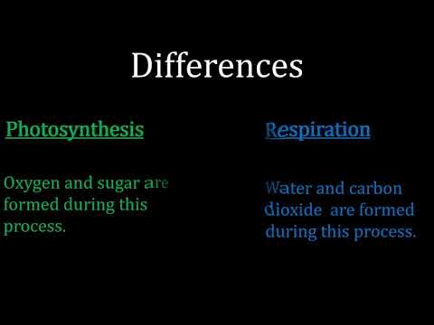 Differences between Photosynthesis and Respiration