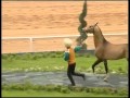 Turkmenian Akhalteke horses 2 mpeg