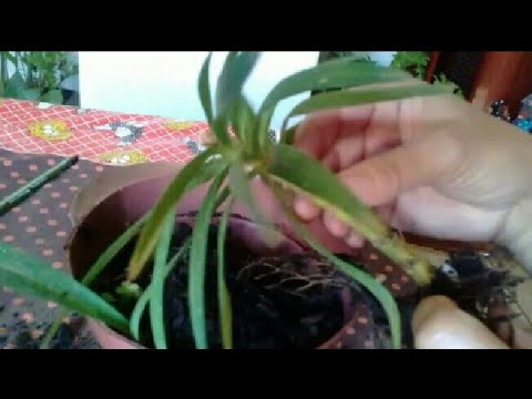 Vídeo: Plantando Lírios (28 Fotos): Em Que Profundidade Os Bulbos Devem Ser Plantados? Como Plantá-los Corretamente No Outono E Junho Em Campo Aberto? Eles Podem Ser Plantados Ao Lado De 