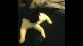 Cat Answers The Phone