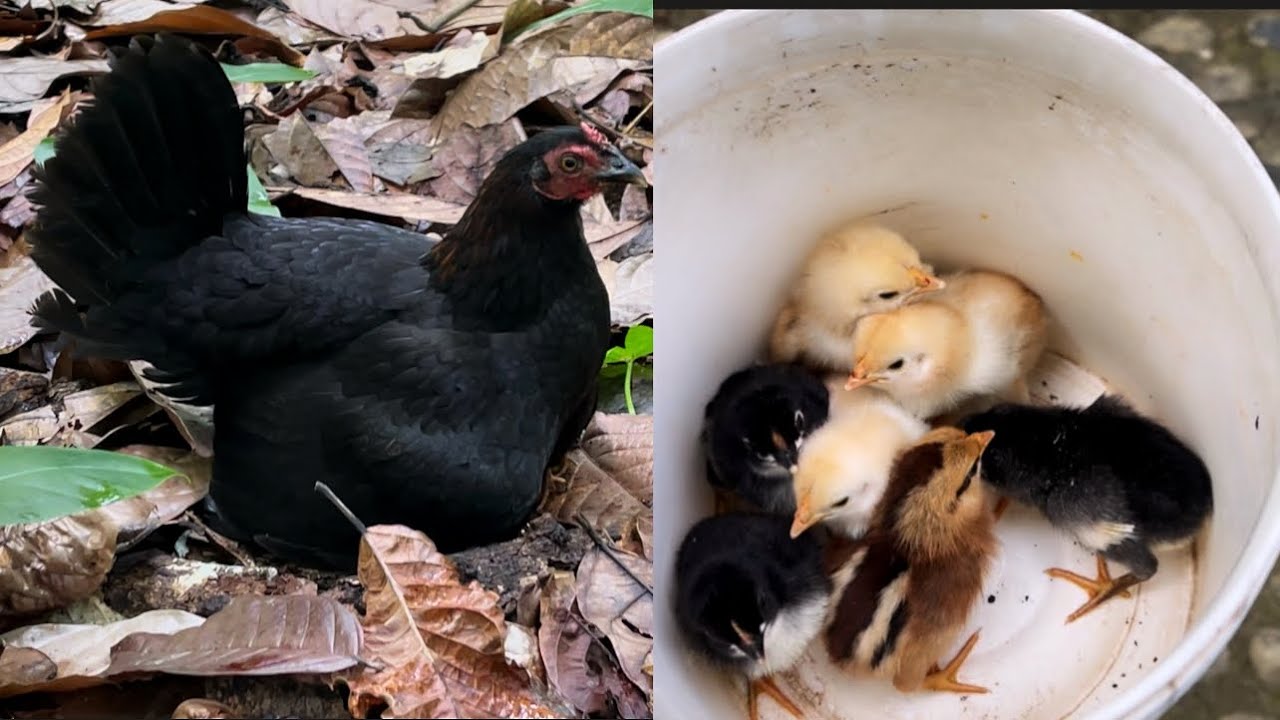 Increíble - no van a creer lo difícil que fue encontrar esta gallina sacada 