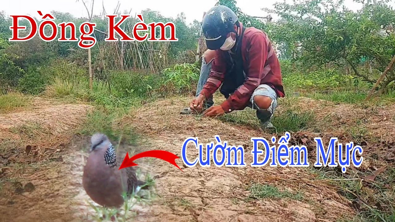 🔴Clip 54:Đồng Kèm Cườm Điểm Mực 13-2-2026 II Cu Gáy Long Phú #birds #chimcugay 