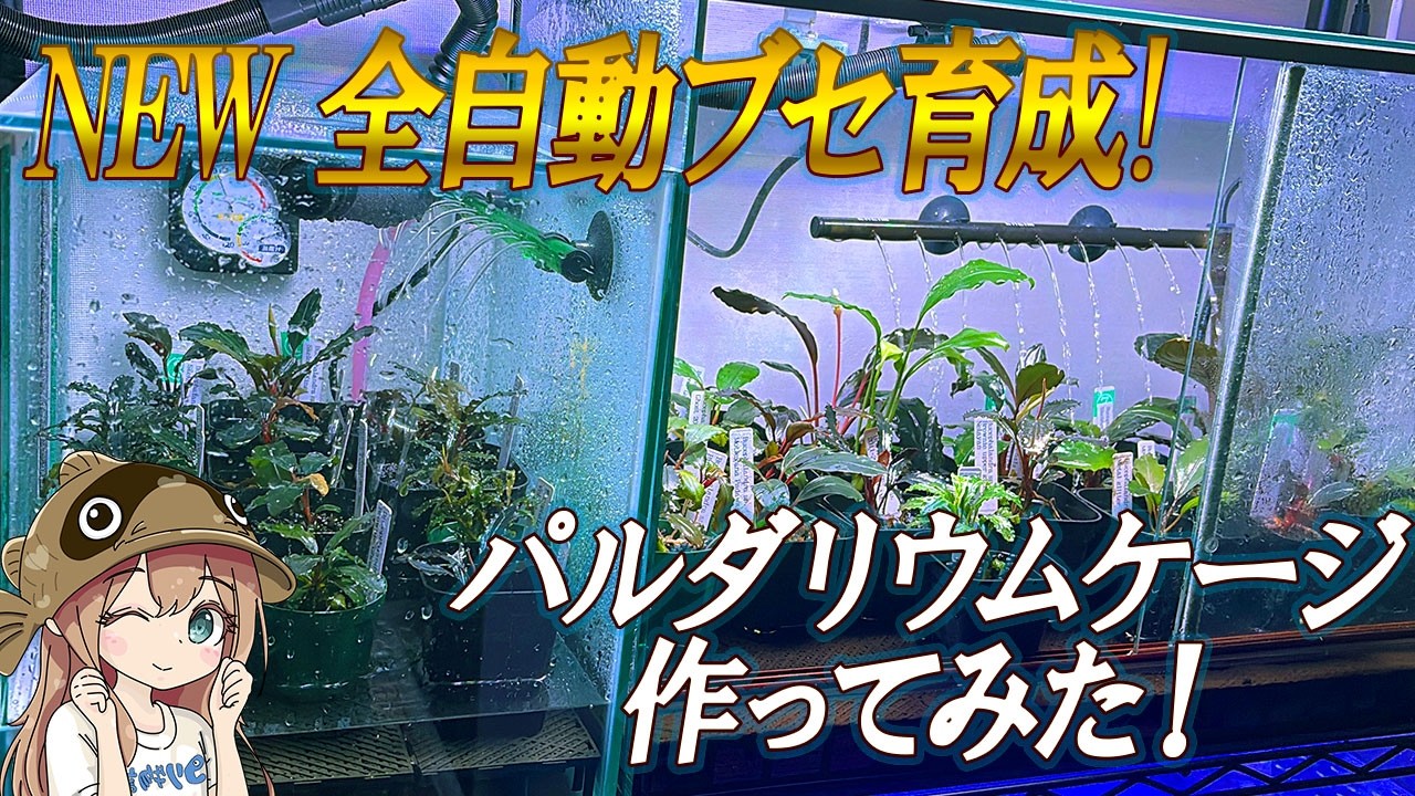 湿度管理もバッチリ！全自動ブセ育成パルダリウムケージ！最新完成形