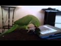 Indian ringneck parrot talking