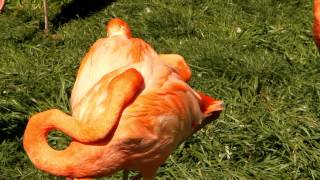 Sleeping Flamingo.mp4