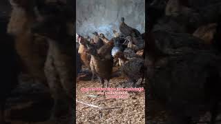 Contact : 9740743342 8095141383 #farming #hens #natikoli #koli #natikolifarm