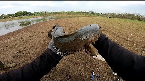 Câu cá lóc tự nhiên ở đập | Vô mùa cá sắt đụng hàng