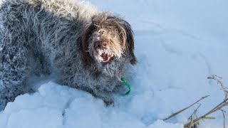 Exercising Your Wirehaired Pointing Griffon