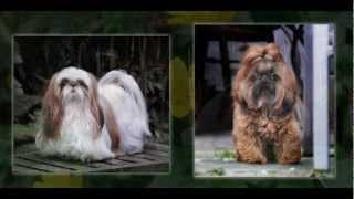 Chichies Grooming Spa Photo Album