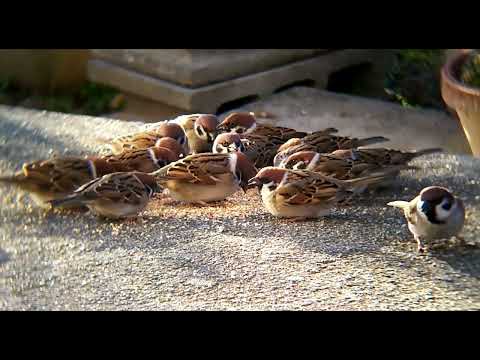 Serçe sesi / Sparrow sound / طائر العصفور #serçe #housesparrow #sparrow  #birds