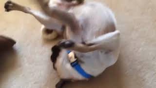 that dogs springing into action