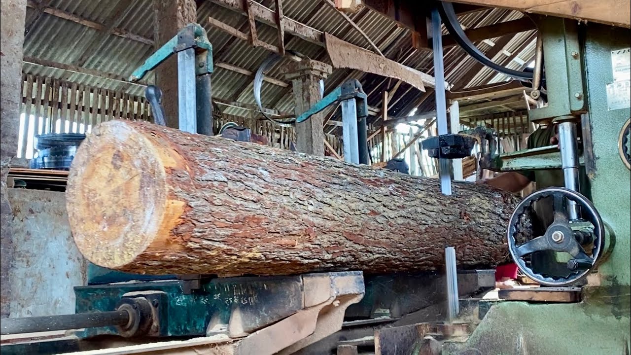 The process of sawing young pine wood - YouTube
