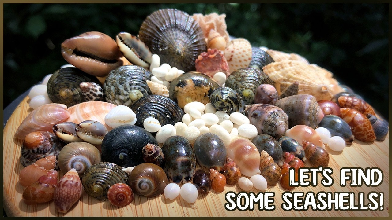 Collecting Mini Shells at Two Beaches | Cowries, Nerites, Limpets!