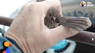 Bird Frozen To Metal Fence Rescued by Kind Man | The Dodo